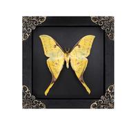 Butterfly Framed Decoration Handmade Taxidermy Butterfly Shadow Box Collection Framed Butterfly Taxidermy for Gothic Home Decor