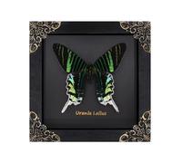 Butterfly Framed Decoration Handmade Taxidermy Butterfly Shadow Box Collection Framed Butterfly Taxidermy for Gothic Home Decor