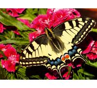 Butterfly - Highlight Puzzle - Colorful Animals