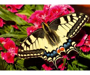 Butterfly - Highlight Puzzle - Colorful Animals
