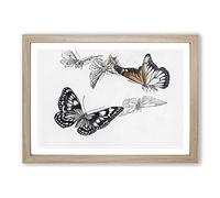 Butterfly Illustration by Morimoto Toko Framed Print | A2 Oak Framed Wall Art | Ready to Hang | Modern Animal Picture | Living Room Bedroom Lounge Office