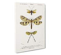 Butterfly Illustrations PL. 3 by Charles d' Orbigny Canvas Print | Gallery Wrapped 30mm Frame Wall Art | 30x20 inches | Ready to Hang | Modern Animals Picture | Living Room Bedroom Lounge Office