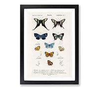 Butterfly Illustrations PL.5 by Charles d' Orbigny Framed Print | A2 Black Framed Wall Art | Ready to Hang | Modern Animal Picture | Living Room Bedroom Lounge Office