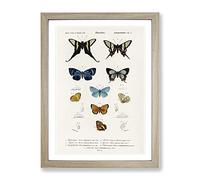 Butterfly Illustrations Pl.5 By Charles D' Orbigny Vintage Framed Wall Art Print, Ready to Hang Picture for Living Room Bedroom Home Office Décor, Oak A3 (34 x 46 cm)