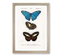 Butterfly Illustrations PL. 6 by Charles d' Orbigny Framed Print | A2 Oak Framed Wall Art | Ready to Hang | Modern Animal Picture | Living Room Bedroom Lounge Office