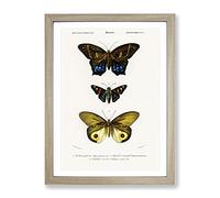 Butterfly Illustrations Pl. 7 By Charles D' Orbigny Vintage Framed Print | A3 Oak Framed Wall Art | Ready to Hang | Classic Animal Picture | Living Room Bedroom Lounge Office