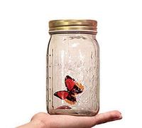 Butterfly in a Jar, Glass Animated Butterfly In A Jar With LED Light Gift Decoration (Red)