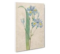 Butterfly Iris Flowers by Pierre-Joseph Redoute Canvas Print for Living Room Bedroom Home Office Décor, Wall Art Picture Ready to Hang, 30 x 20 Inch (76 x 50 cm)