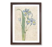 Butterfly Iris Flowers by Pierre-Joseph Redoute Framed Print | A2 Walnut Framed Wall Art | Ready to Hang | Modern Floral Picture | Living Room Bedroom Lounge Office