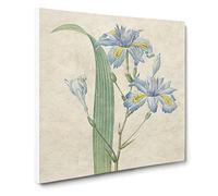 Butterfly Iris Flowers by Pierre Joseph Redoute Vintage Canvas Wall Art Print Ready to Hang, Framed Picture for Living Room Bedroom Home Office Décor, 20x20 Inch (50x50 cm)