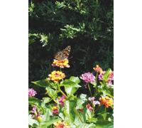 Butterfly Journal: Nature Themed Notebook for Writing and Reflection