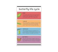 Butterfly Life Cycle Classroom Poster Metamorphosis Chart for Preschool Kindergarten Elementary Science Center Decor Egg Caterpillar Chrysalis Teacher Resource Wall Art(Unframed,16x24inch(40x60cm))