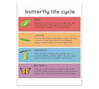 Butterfly Life Cycle Visual Aid Poster Educational Classroom Decor Biology Learning Tool for School Teachers(Framed,08x12inch(20x30cm))