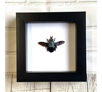 Butterfly Man Blue Carpenter Bee (Xylocopa caerulea) Deep Shadow Box Display | Genuine Specimen | Frame Size 15 x 15cm