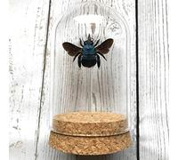 Butterfly Man Blue Carpenter Bee (Xylocopa caerulea) Insect Glass Dome Display | Genuine Specimen | Dome Size 10 x 6.5cm