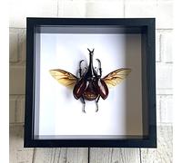 Butterfly Man Brown Rhinoceros Beetle (Xylotrupes gideon) Insect | Deep Shadow Box Display | Genuine Specimen | Frame Size 20 x 20cm