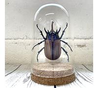 Butterfly Man Five Horned Rhino Beetle (Eupatorus gracilicornis) Insect Glass Dome Display | Genuine Specimen | Dome Size 12 x 8cm