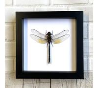 Butterfly Man Green Emperor Dragonfly (Anax gibbosulus) Deep Shadow Box Display | Genuine Specimen | Frame Size 20 x 20cm
