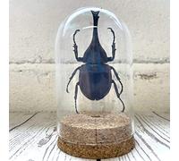 Butterfly Man Thai Fighting Beetle (Xylotrupes gideon) Insect Glass Dome Display | Genuine Specimen | Dome Size 10 x 6.5cm