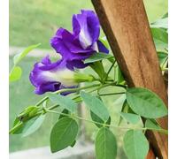 Butterfly Pea Seeds, Plant Seeds, Long Flowering Time for a Decorative Garden, Unusual Gifts, Hardy Pot Plants, Colourful Hanging Plants, Hardy 200 Pieces