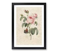 Butterfly & Pink Rose by Pierre-Joseph Redoute Framed Print | A2 Black Framed Wall Art | Ready to Hang | Modern Floral Picture | Living Room Bedroom Lounge Office