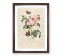 Butterfly & Pink Rose by Pierre-Joseph Redoute Framed Print | A2 Walnut Framed Wall Art | Ready to Hang | Modern Floral Picture | Living Room Bedroom Lounge Office
