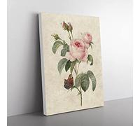 Butterfly & Pink Rose By Pierre Joseph Redoute Vintage Canvas Wall Art Print Ready to Hang, Framed Picture for Living Room Bedroom Home Office Décor, 50x35 cm (20x14 Inch)