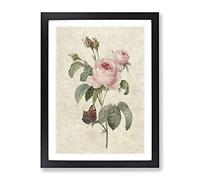 Butterfly & Pink Rose By Pierre Joseph Redoute Vintage Framed Print | A4 Black Framed Wall Art | Ready to Hang | Classic Floral Picture | Living Room Bedroom Lounge Office