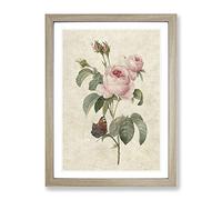 Butterfly & Pink Rose By Pierre Joseph Redoute Vintage Framed Print | A4 Oak Framed Wall Art | Ready to Hang | Classic Floral Picture | Living Room Bedroom Lounge Office