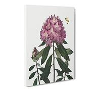Butterfly & Rhododendrons By Robert John Thornton Canvas Print | Gallery Wrapped 30mm Frame Wall Art | 24x16 inches | Ready to Hang | Retro Animals Picture | Living Room Bedroom Lounge Office