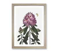 Butterfly & Rhododendrons By Robert John Thornton Vintage Framed Print | A2 Oak Framed Wall Art | Ready to Hang | Classic Animal Picture | Living Room Bedroom Lounge Office
