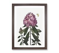 Butterfly & Rhododendrons By Robert John Thornton Vintage Framed Print | A2 Walnut Framed Wall Art | Ready to Hang | Classic Animal Picture | Living Room Bedroom Lounge Office