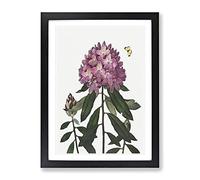 Butterfly & Rhododendrons By Robert John Thornton Vintage Framed Wall Art Print, Ready to Hang Picture for Living Room Bedroom Home Office Décor, Black A2 (64 x 46 cm)