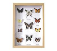 Butterfly Specimen,Real Taxidermy Butterfly,Specimen Craft Frame Real Butterfly Specimen Frame,For Decor Ornament And Educational Demonstration Prop Gift Birthday,Butterfly Specimen Collection
