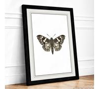 Butterfly Specimen Study Botanical Framed Wall Art Print A3 (42×29.7cm) Black, Wall Decor for Living Room, Bedroom, Office & Home, Ready to Hang, Art Gift