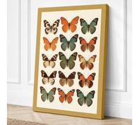 Butterfly Specimens Botanical Canvas Wall Art Print 30x20 Inch (76 x 51 cm)