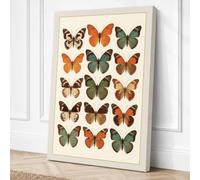 Butterfly Specimens Botanical Canvas Wall Art Print 30x20 Inch (76 x 51 cm)