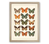 Butterfly Specimens Botanical Framed Wall Art Print A2 (59.4×42cm) Oak, Wall Decor for Living Room, Bedroom, Office & Home, Ready to Hang, Art Gift