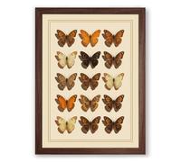 Butterfly Specimens Botanical Framed Wall Art Print A4 (29.7×21cm) Walnut, Wall Decor for Living Room, Bedroom, Office & Home, Ready to Hang, Art Gift