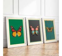 Butterfly Specimens Vintage Set of 3 Framed Wall Art Prints A3