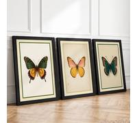 Butterfly Studies Botanical Set of 3 Framed Wall Art Prints A4