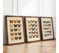 Butterfly Study Collection Botanical Set of 3 Framed Wall Art Prints A2