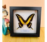 Butterfly Taxidermy Mounted in Frame - Exquisite Insect Specimen Collection for Unique Home Decor - Wall Decoration Gift for Christmas, Valentine, Birthday - 17.6cm x 17.6cm