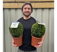 Buxus Sempervirens Buxus Topiary Ball Evergreen, 7.5L (30-35cmø)