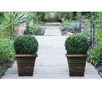 Buxus Sempervivum Box Ball Topiary Plants in 23cm Nursery Pot Plus Biscotti Planter By Suttons (2)