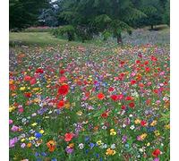 Buy 2 Packets GET 2 Packets Free 100% UK Wild Flower Seed Mix Annual & Perennial Meadow Plants Attract Bees & Butterfly (10g) Wildflower Seeds, IF Yo