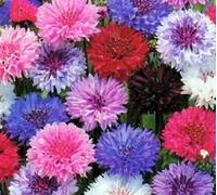 Buy4seeds 1000 Seeds Cornflower tall double ball mixed Useful for Gardening (1000 Seeds) Easy To Grow