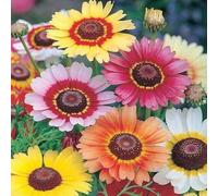 Buy4seeds 150 Seeds Chrysanthemum carin. Rainbow mix Useful for Gardening (150 Seeds) Easy To Grow