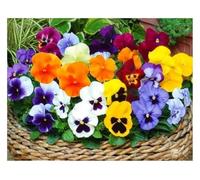 Buy4seeds 150 seeds Winter Flowering Pansy Viola mix Useful for Gardening (150 Seeds) Easy To Grow