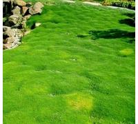 Buy4seeds 160 Seeds IRISH MOSS Sagina subulata Puzta Useful for Gardening (160 Seeds) Easy To Grow